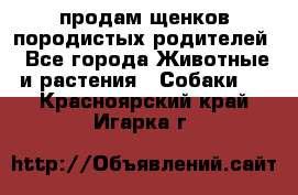 продам щенков породистых родителей - Все города Животные и растения » Собаки   . Красноярский край,Игарка г.